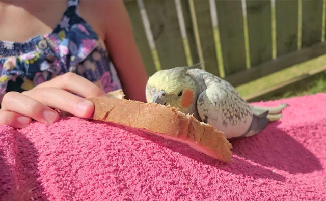 bird