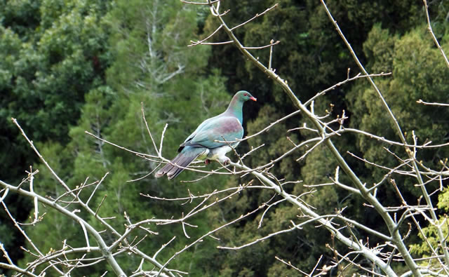 Kereru