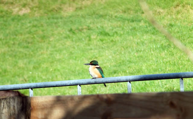 Kingfisher