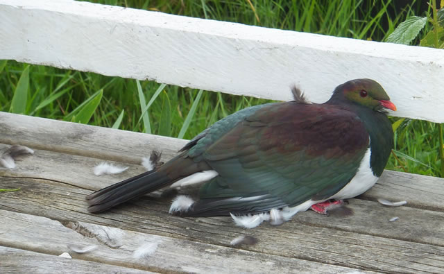 けがしたKereru