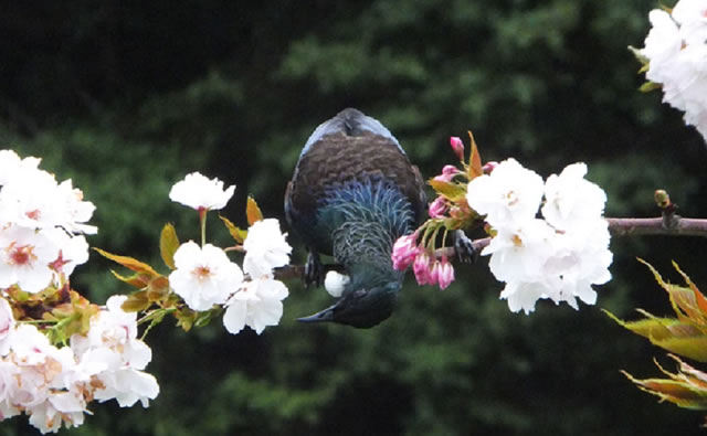 第3回 野鳥ともお友達！？