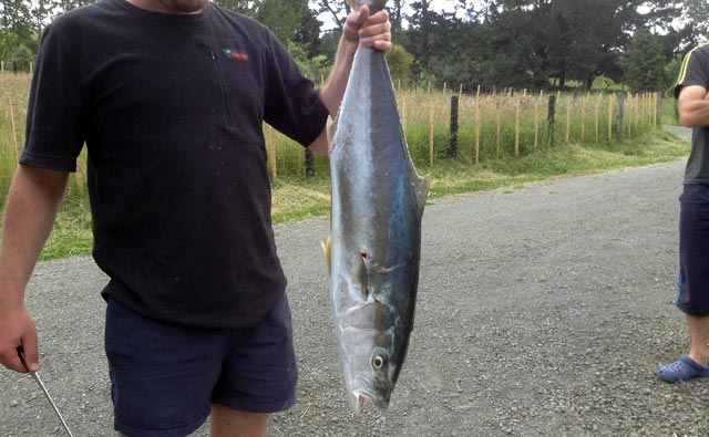 Kingfish