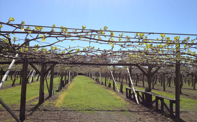 キウイフィールド