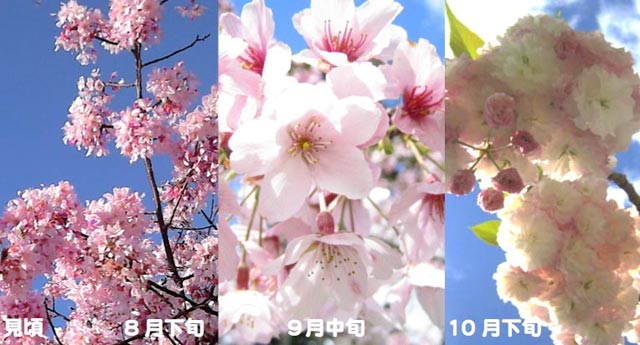 桜の見ごろ時期