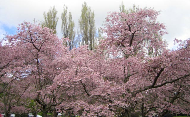 ワンツリーヒルの桜園