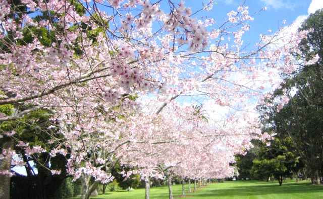 ワンツリーヒルの桜並木