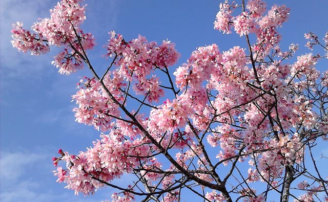 お花見シーズン目前！桜の花を目と舌で楽しもう！