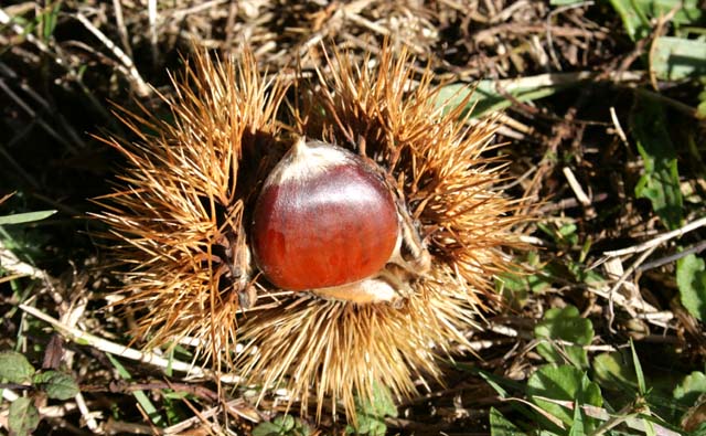 実りの秋はニュージーランドで栗拾いをしよう！ 