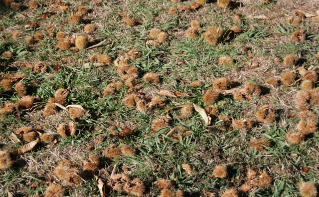 栗がたくさん! 栗がたくさん!