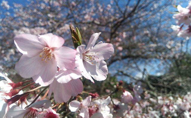 桜