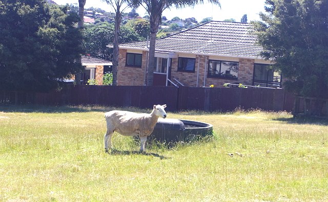 sheep