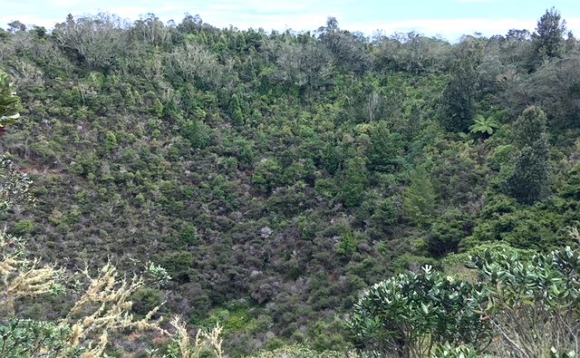 Rangitoto9