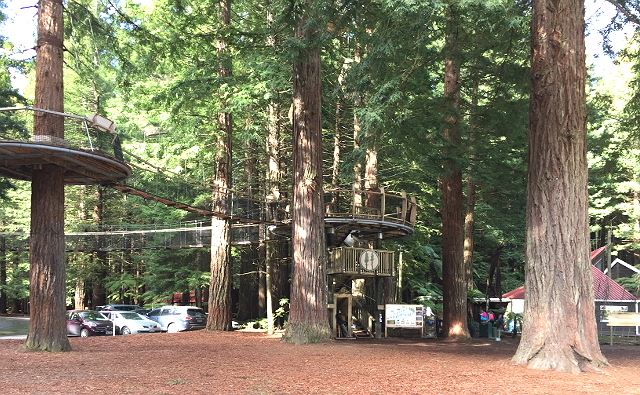 The Redwoods