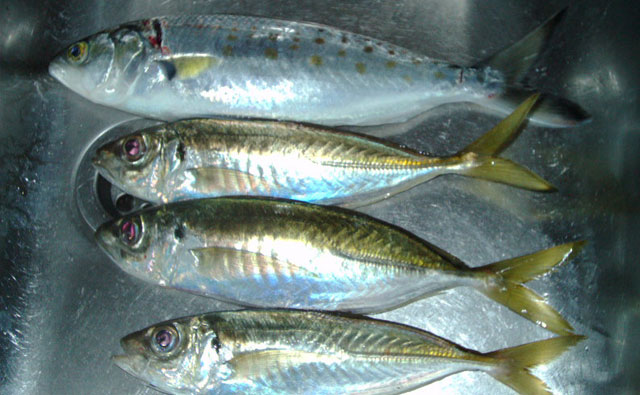 釣果