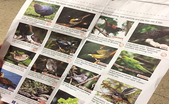 ニュージーランドの美しい鳥達がたくさん観察できる、ウェリントンのZEALANDIA sanctuary