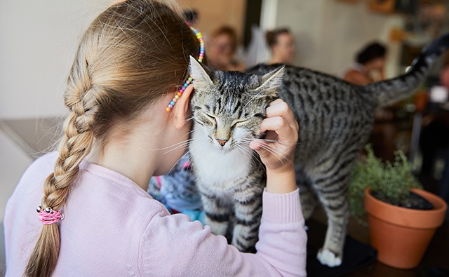 Neko Ngeru Cat Adoption Cafe
