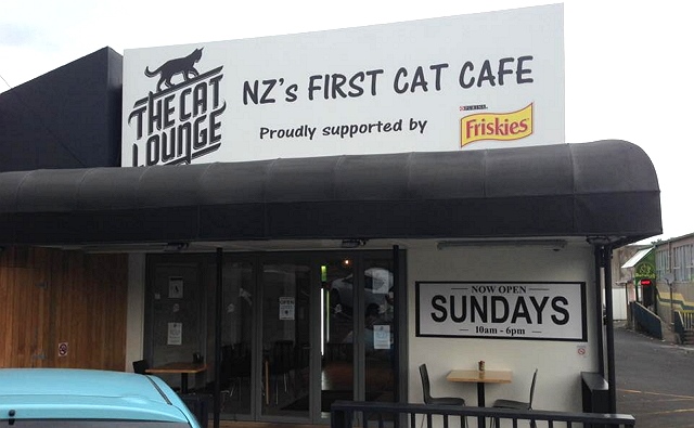 The Cat Lounge