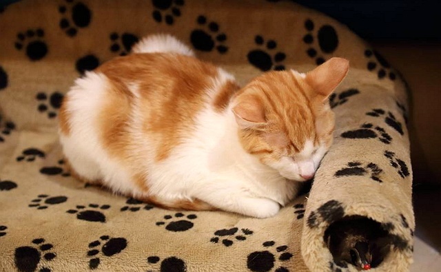 catcafe4