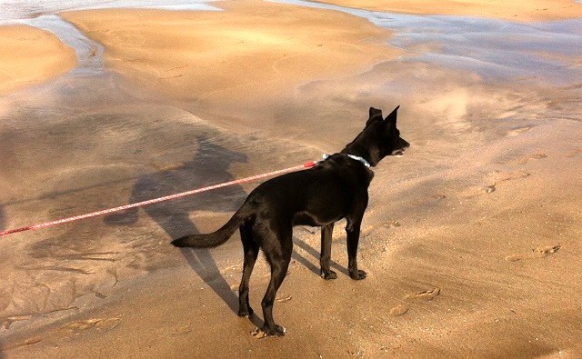 犬を飼うために知っておくべき法律とは?