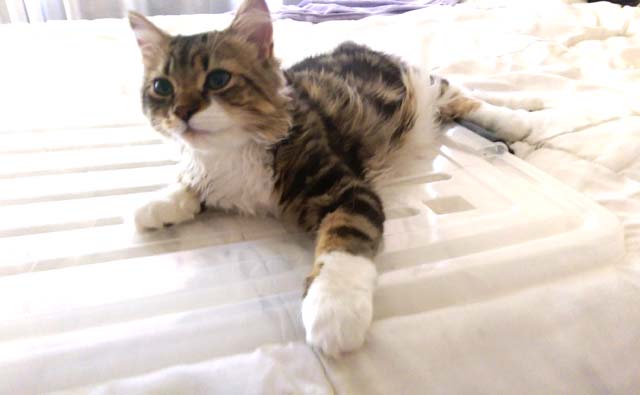 動物病院 動物病院