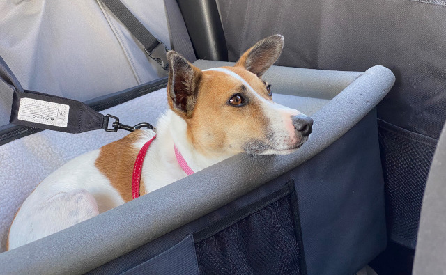 犬と一緒の一泊旅行～AKLからTaupo～2