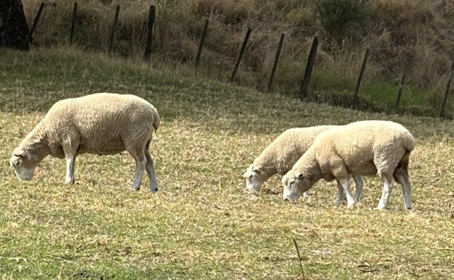 cornwall-park