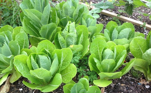 cos lettuce
