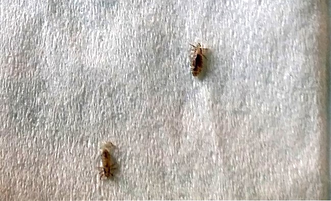 lice