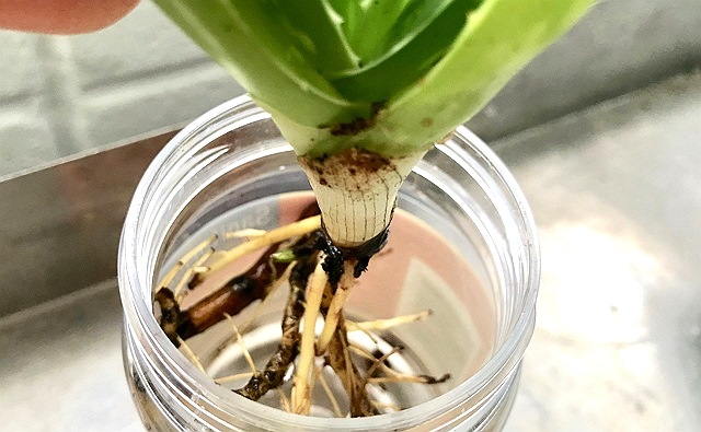 photo-2