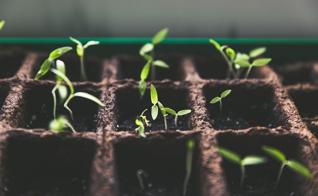 seedling