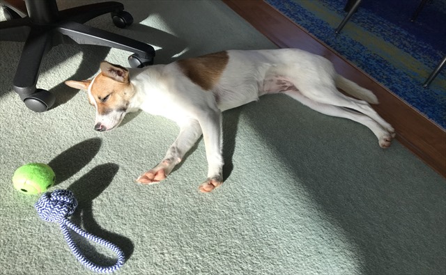 保護犬