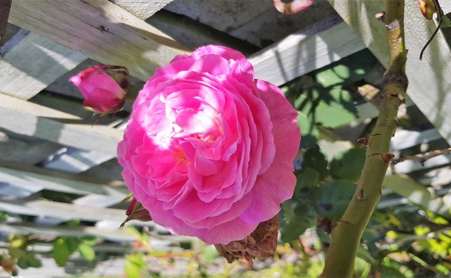 photo-1