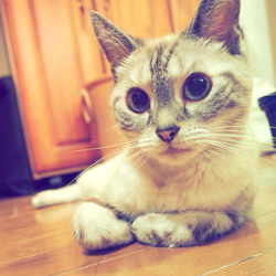 あやさ