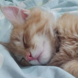 ＬＥＯ