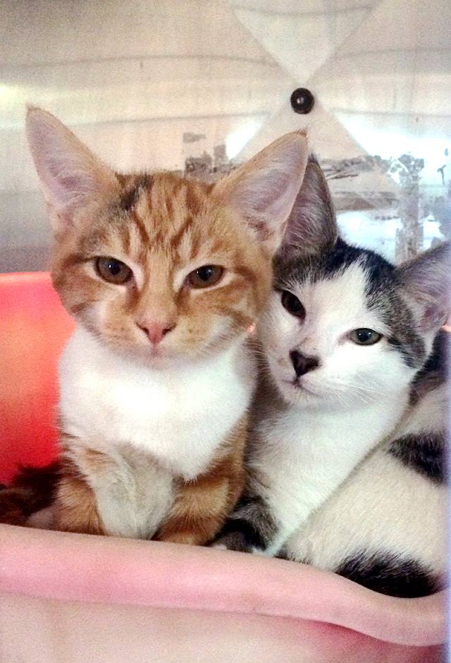 kittens