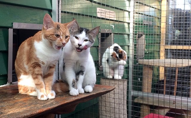 spca04