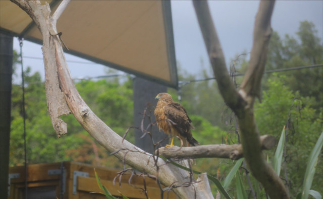 falcon