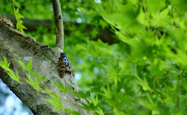 cicadas - 蝉