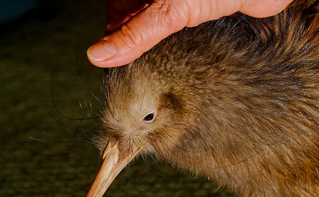 ニュージーランドの国鳥「キウィ」の意外な生態
