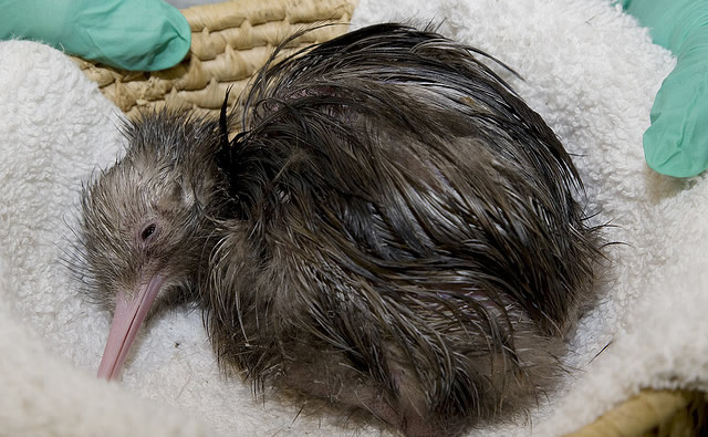 kiwi-bird2