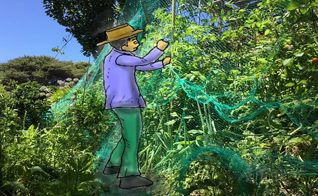 野菜栽培、あるある失敗例